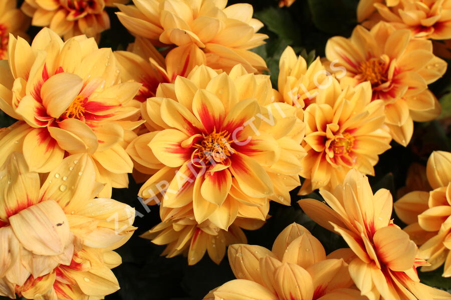 Jiřina 'Labella Medio Fun Golden Eye' - Dahlia 'Labella Medio Fun Golden Eye'