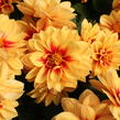 Jiřina 'Labella Medio Fun Golden Eye' - Dahlia 'Labella Medio Fun Golden Eye'