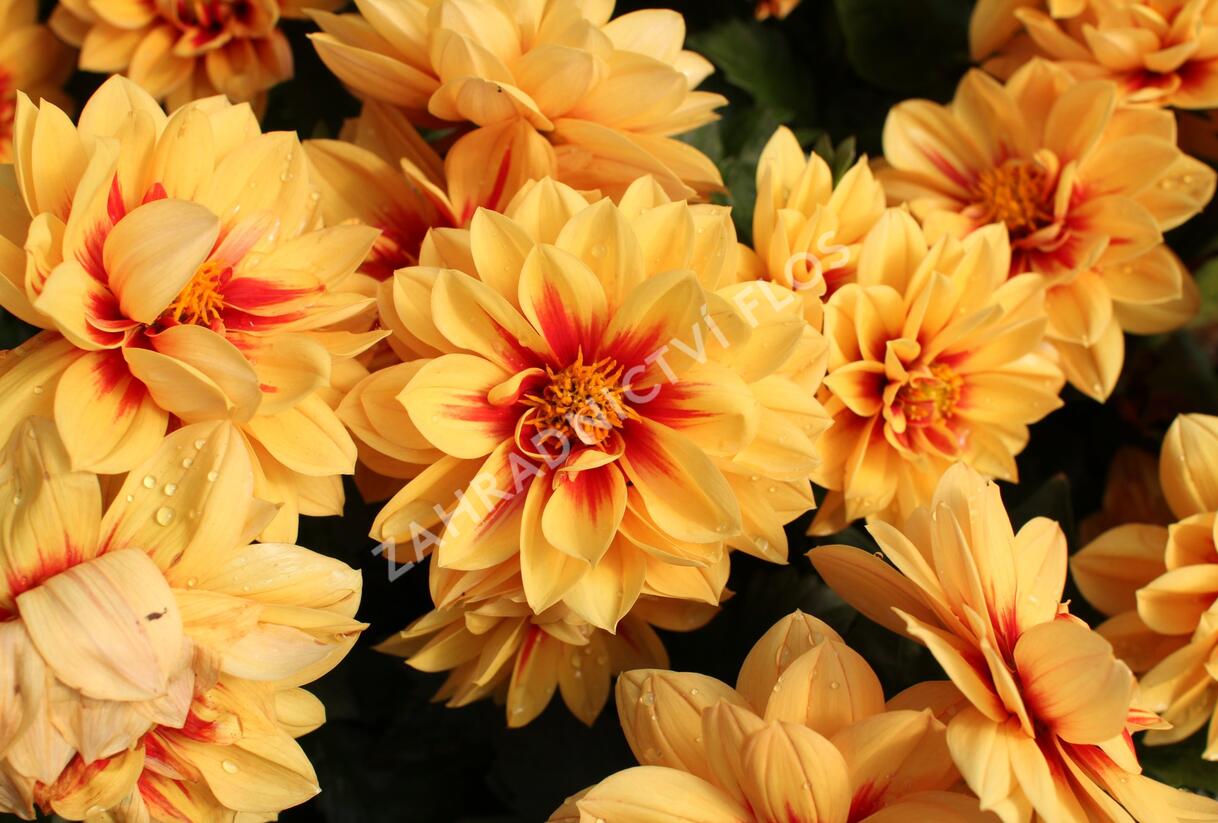 Jiřina 'Labella Medio Fun Golden Eye' - Dahlia 'Labella Medio Fun Golden Eye'
