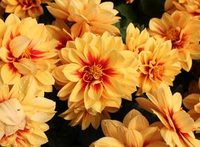 Jiřina 'Labella Medio Fun Golden Eye' - Dahlia 'Labella Medio Fun Golden Eye'