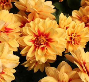 Jiřina 'Labella Medio Fun Golden Eye' - Dahlia 'Labella Medio Fun Golden Eye'