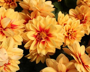 Jiřina 'Labella Medio Fun Golden Eye'