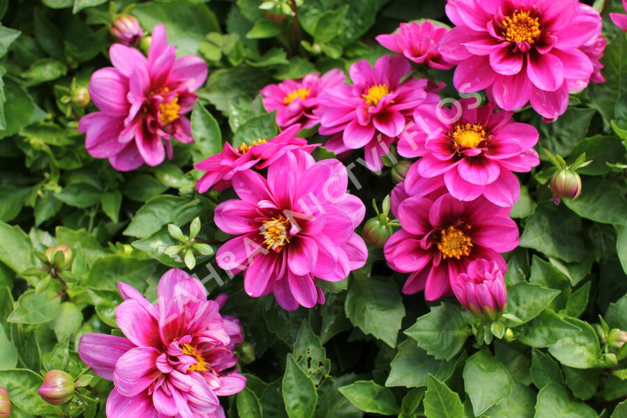 Jiřina 'Labella Medio Fun Pink with Eye' - Dahlia 'Labella Medio Fun Pink with Eye'