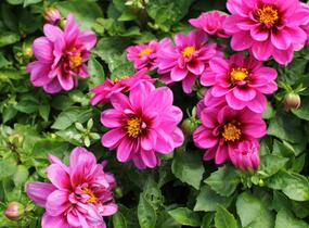 Jiřina 'Labella Medio Fun Pink with Eye' - Dahlia 'Labella Medio Fun Pink with Eye'