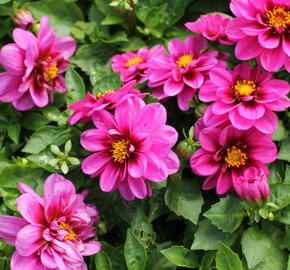 Jiřina 'Labella Medio Fun Pink with Eye' - Dahlia 'Labella Medio Fun Pink with Eye'