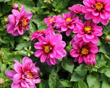 Jiřina 'Labella Medio Fun Pink with Eye'