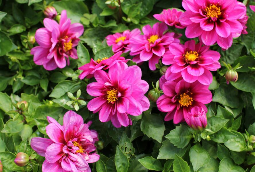 Jiřina 'Labella Medio Fun Pink with Eye' - Dahlia 'Labella Medio Fun Pink with Eye'