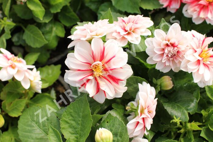 Jiřina 'DahLove Special White Red' - Dahlia 'DahLove Special White Red'