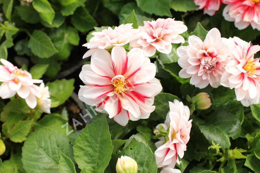 Jiřina 'DahLove Special White Red' - Dahlia 'DahLove Special White Red'