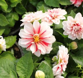 Jiřina 'DahLove Special White Red' - Dahlia 'DahLove Special White Red'