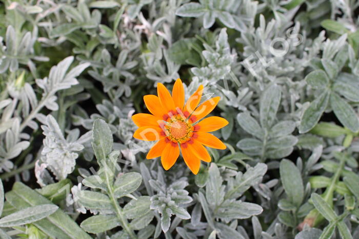 Gazánie zářivá 'Siesta Frosty Orange' - Gazania rigens 'Siesta Frosty Orange'