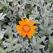 Gazánie zářivá 'Siesta Frosty Orange' - Gazania rigens 'Siesta Frosty Orange'