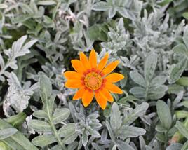 Gazánie zářivá 'Siesta Frosty Orange'