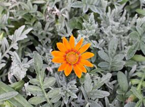 Gazánie zářivá 'Siesta Frosty Orange' - Gazania rigens 'Siesta Frosty Orange'