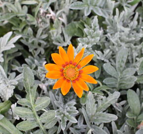 Gazánie zářivá 'Siesta Frosty Orange' - Gazania rigens 'Siesta Frosty Orange'