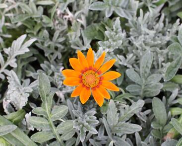 Gazánie zářivá 'Siesta Frosty Orange'