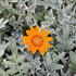 gazanie-zariva-siesta-frosty-orange.jpg