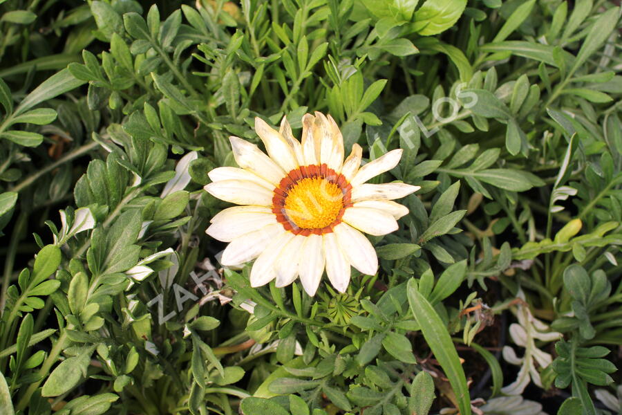 Gazánie zařivá 'Siesta White' - Gazania rigens 'Siesta White'