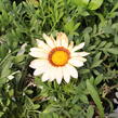 Gazánie zařivá 'Siesta White' - Gazania rigens 'Siesta White'