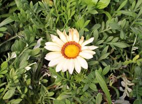 Gazánie zařivá 'Siesta White' - Gazania rigens 'Siesta White'