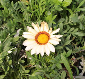 Gazánie zařivá 'Siesta White' - Gazania rigens 'Siesta White'