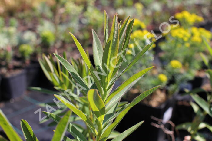 Pryšec bahenní 'Wallenberg's Glorie' - Euphorbia palustris 'Wallenberg's Glorie'