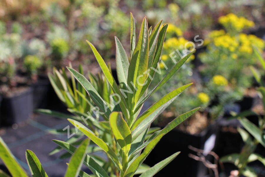 Pryšec bahenní 'Wallenberg's Glorie' - Euphorbia palustris 'Wallenberg's Glorie'