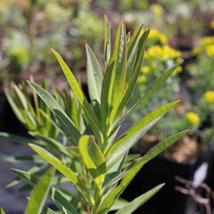 Pryšec bahenní 'Wallenberg's Glorie' - Euphorbia palustris 'Wallenberg's Glorie'