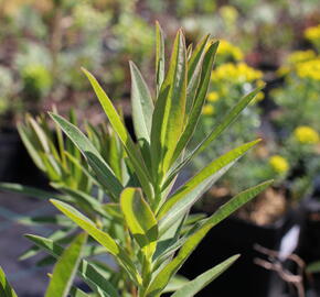 Pryšec bahenní 'Wallenberg's Glorie' - Euphorbia palustris 'Wallenberg's Glorie'