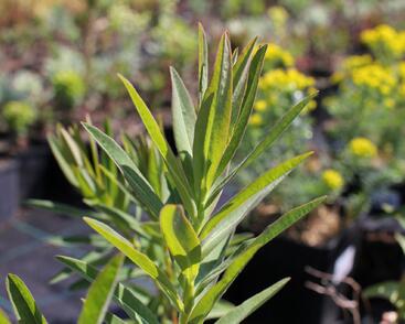 Pryšec bahenní 'Wallenberg's Glorie'