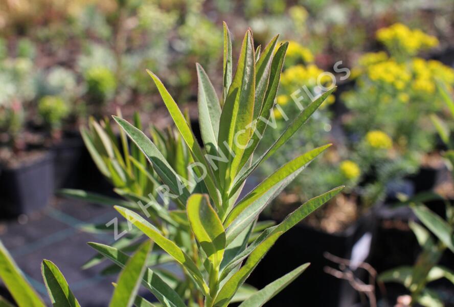 Pryšec bahenní 'Wallenberg's Glorie' - Euphorbia palustris 'Wallenberg's Glorie'
