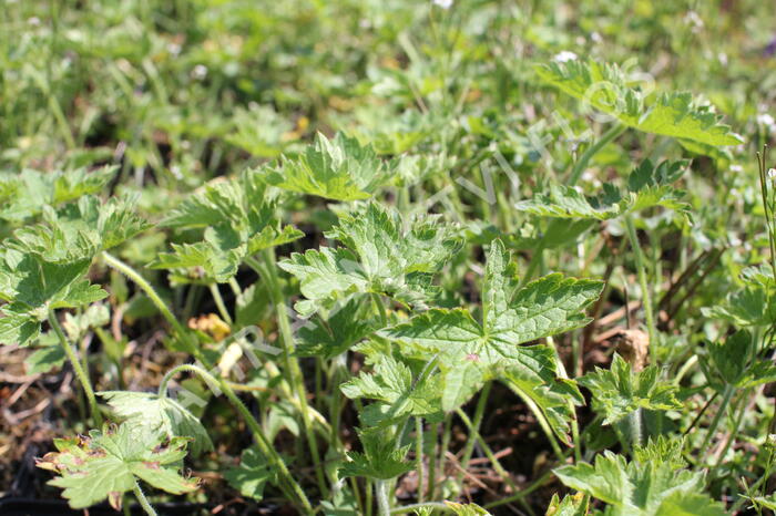 Kakost 'Claridge Druce' - Geranium x oxonianum 'Claridge Druce'