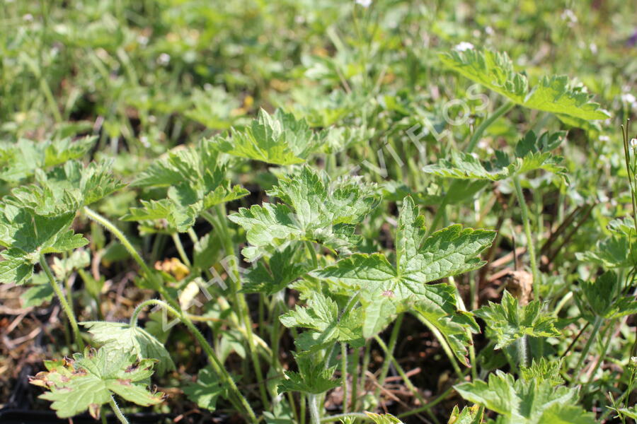 Kakost 'Claridge Druce' - Geranium x oxonianum 'Claridge Druce'