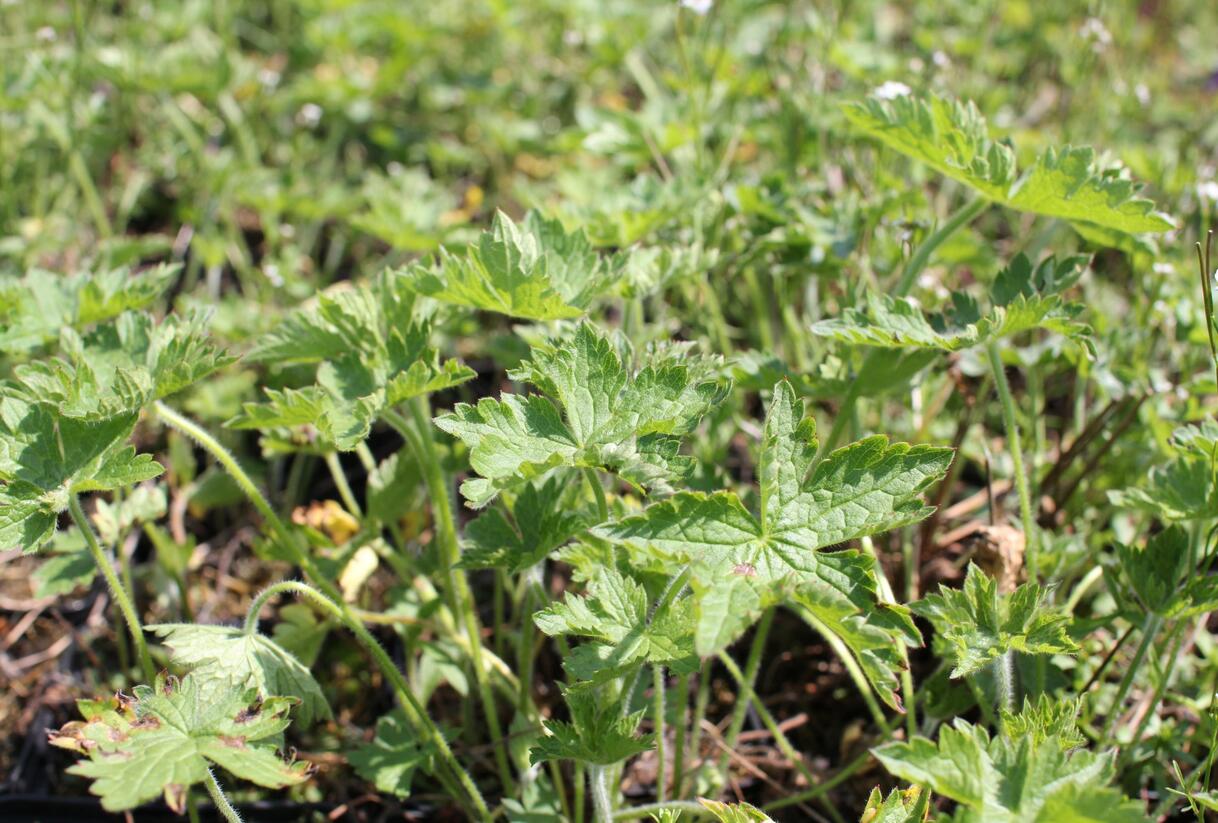 Kakost 'Claridge Druce' - Geranium × oxonianum 'Claridge Druce'