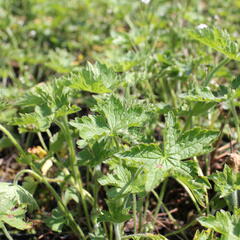 Kakost 'Claridge Druce' - Geranium x oxonianum 'Claridge Druce'