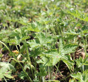 Kakost 'Claridge Druce' - Geranium x oxonianum 'Claridge Druce'