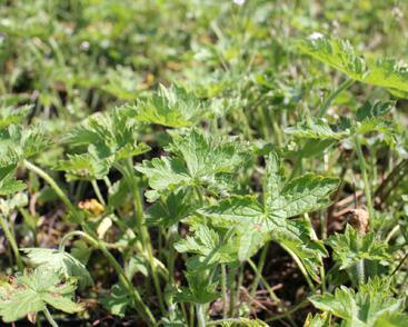 Kakost 'Claridge Druce'