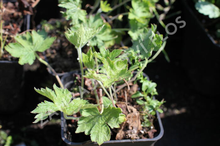 Kakost 'Königshof' - Geranium x oxonianum 'Königshof'