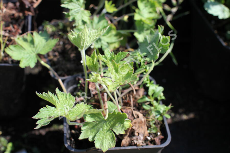 Kakost 'Königshof' - Geranium x oxonianum 'Königshof'