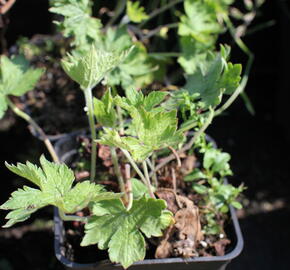 Kakost 'Königshof' - Geranium x oxonianum 'Königshof'