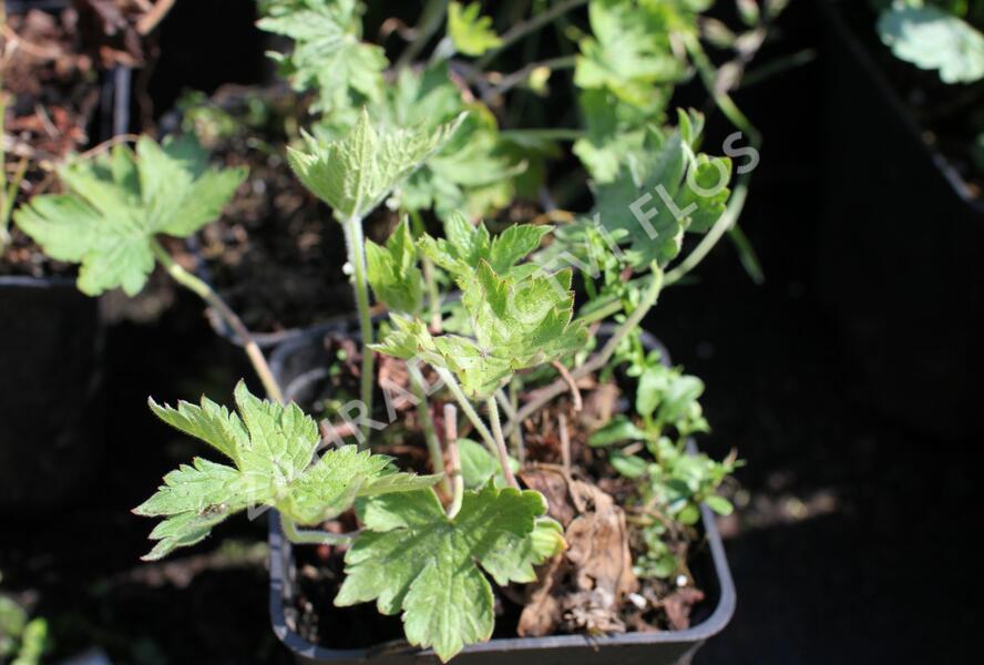 Kakost 'Königshof' - Geranium × oxonianum 'Königshof'