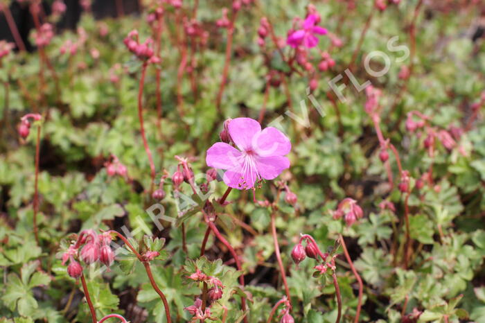 Kakost 'Crystal Rose' - Geranium x cantabrigiense 'Crystal Rose'