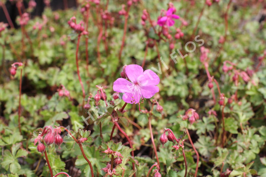 Kakost 'Crystal Rose' - Geranium x cantabrigiense 'Crystal Rose'