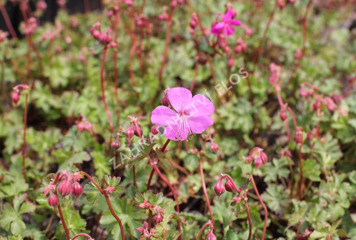 Kakost 'Crystal Rose' - Geranium x cantabrigiense 'Crystal Rose'
