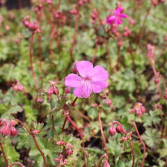 Kakost 'Crystal Rose' - Geranium x cantabrigiense 'Crystal Rose'