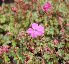 Kakost 'Crystal Rose' - Geranium x cantabrigiense 'Crystal Rose'