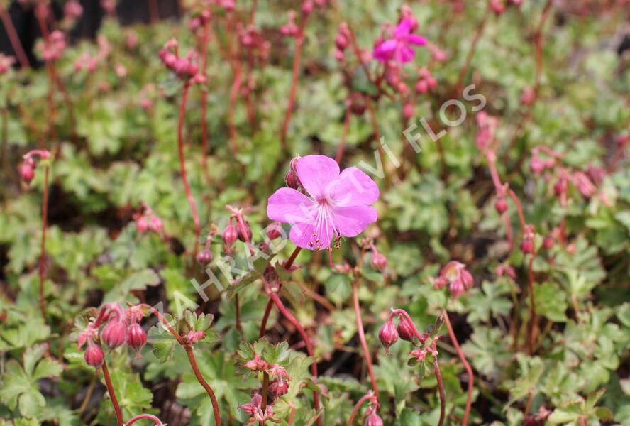Kakost 'Crystal Rose' - Geranium x cantabrigiense 'Crystal Rose'