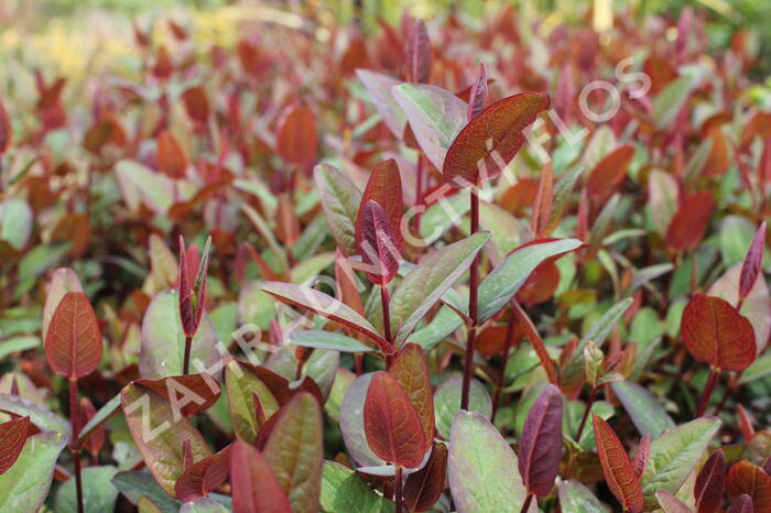 Třezalka nevonná 'Impression' - Hypericum inodorum Magical 'Impression'