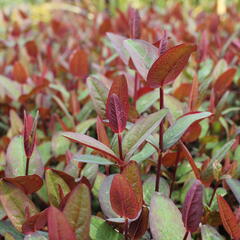 Třezalka nevonná 'Impression' - Hypericum inodorum Magical 'Impression'