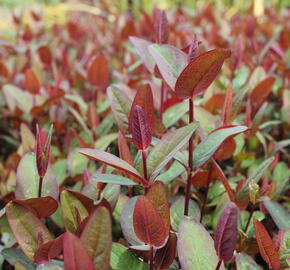 Třezalka nevonná 'Impression' - Hypericum inodorum Magical 'Impression'